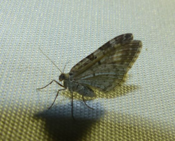 Epirrhoe tristata 