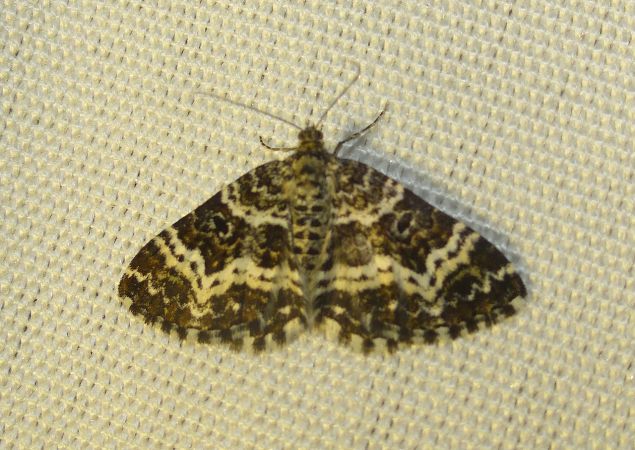 Epirrhoe tristata 