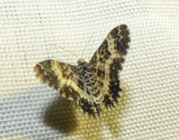 Epirrhoe tristata 