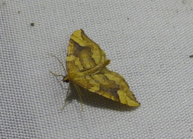 Eulithis populata 