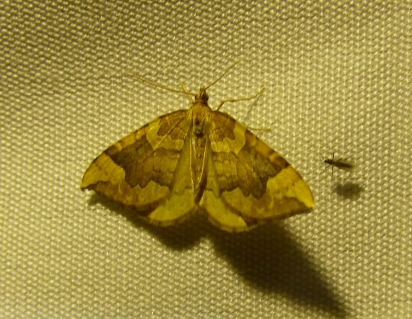 Eulithis populata 