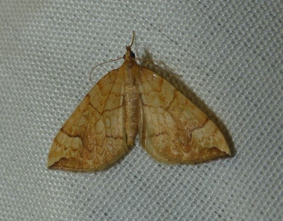 Eulithis populata 
