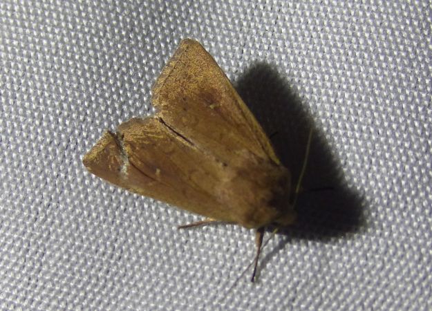 Mythimna ferrago 
