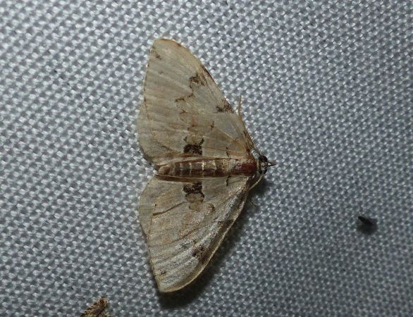 Colostygia pectinataria 