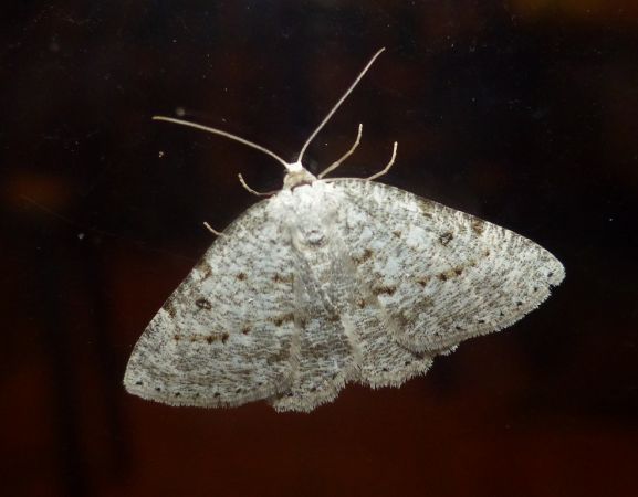 Elophos dilucidaria 