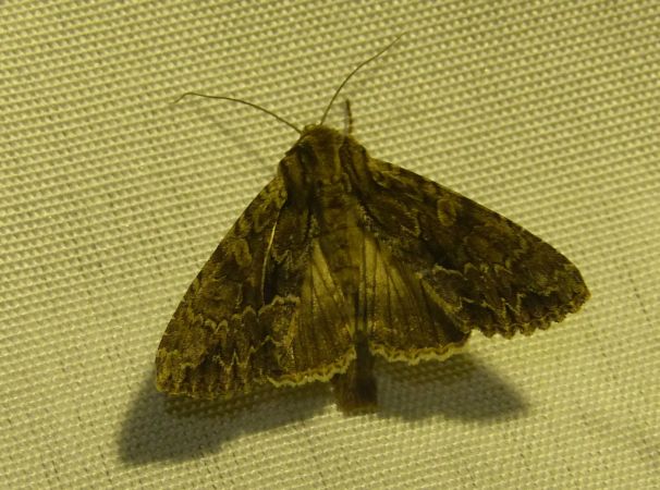 Apamea monoglypha 