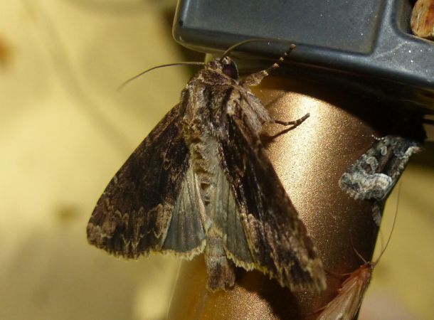 Apamea monoglypha 