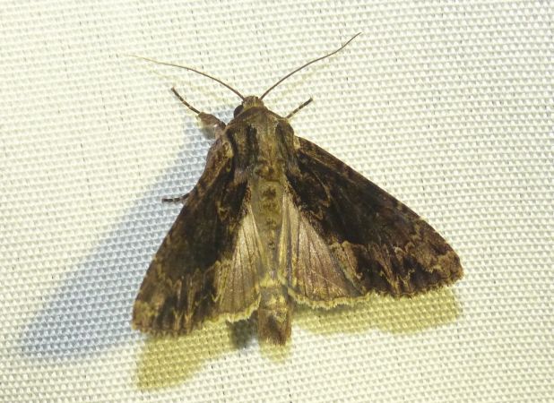 Apamea monoglypha 