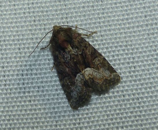 Oligia sp. 