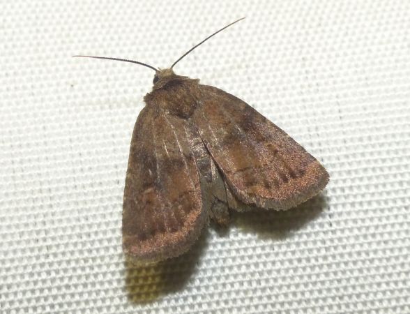 Rusina ferruginea 