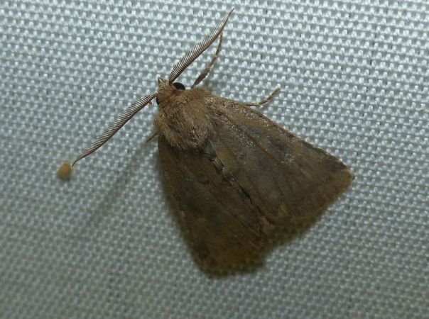Nycteola revayana 