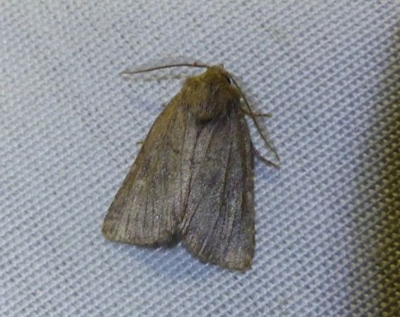 Nycteola revayana 