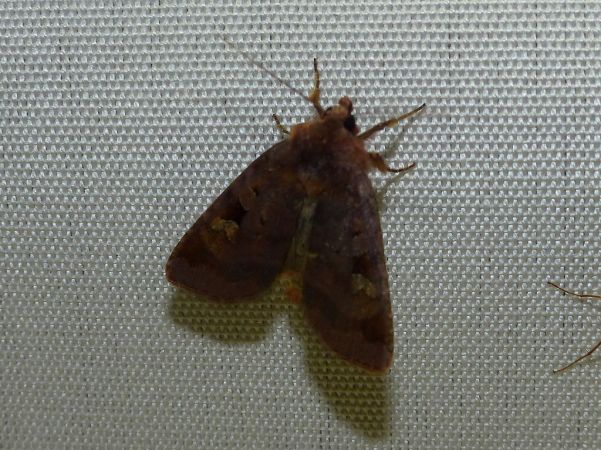 Diarsia brunnea 