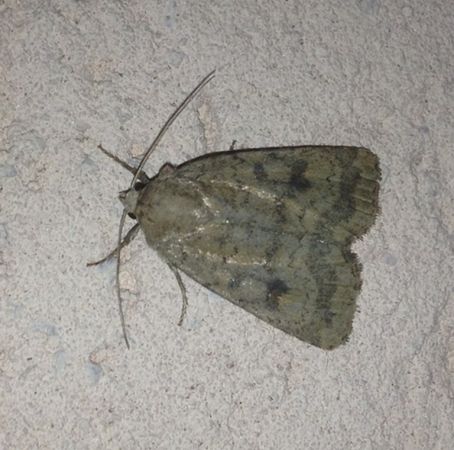 Caradrina morpheus 