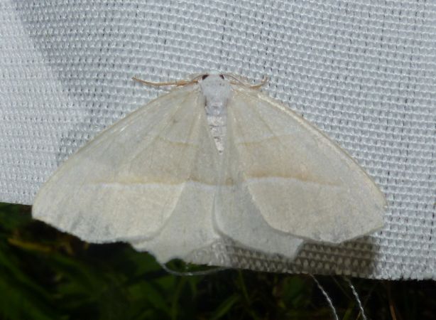 Céladon 