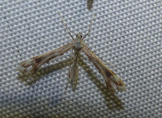 Platyptilia nemoralis 