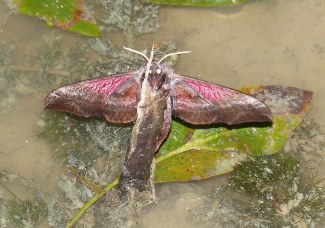 Sphinx demi-paon 