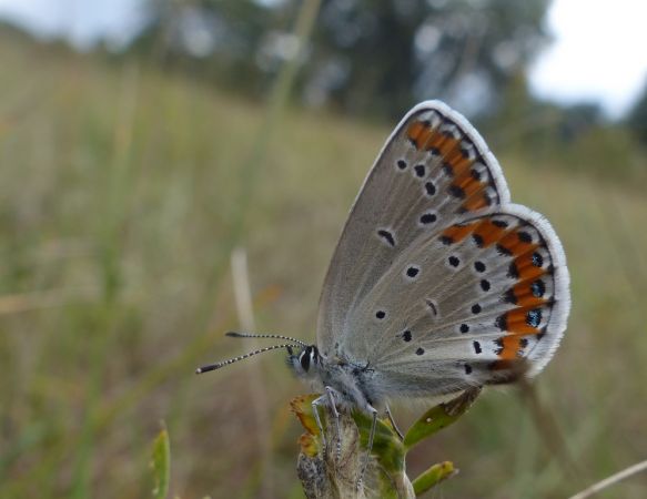 Azuré des coronilles 