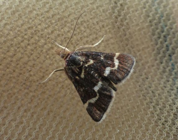 Ennychie cordelière 