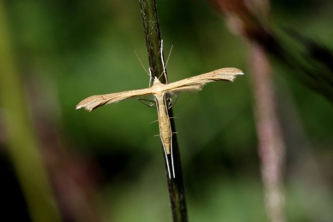 Stenoptilia pterodactyla  - Michel et Paule Ehrhardt