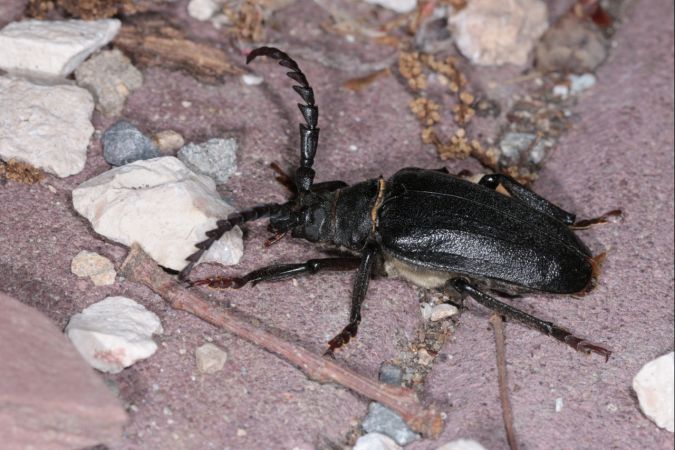 Prione tanneur  - Michel et Paule Ehrhardt