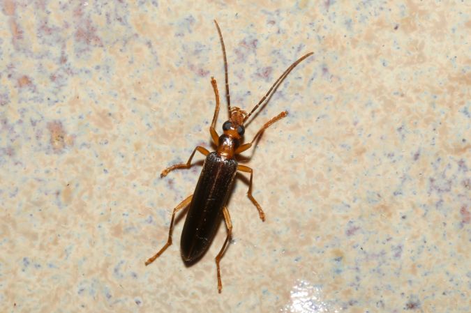 Nacerdes carniolica  - Michel et Paule Ehrhardt