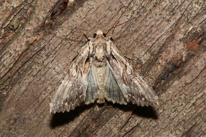 Apamea monoglypha  - Michel et Paule Ehrhardt