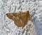Selenia tetralunaria  - Thomas Lux
