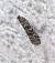 Dioryctria abietella  - Thomas Lux