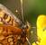 Melitaea indéterminé  - Thomas Lux