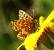 Melitaea indéterminé  - Thomas Lux