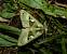 Phlogophora scita 