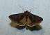 Autographa bractea 