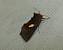 Autographa bractea 