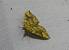 Eulithis populata 