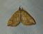 Eulithis populata 
