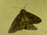 Apamea monoglypha 