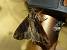 Apamea monoglypha 