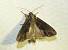 Apamea monoglypha 