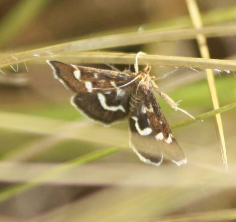 Pyrausta nigrata  - Thomas Lux
