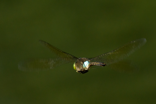 Anax napolitain  - Armelle Chapman
