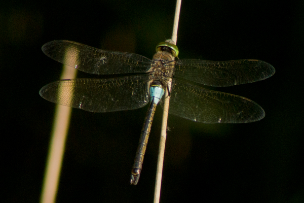 Anax napolitain  - Armelle Chapman