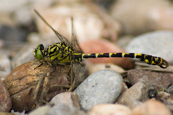 Small Pincertail  - Armelle Chapman