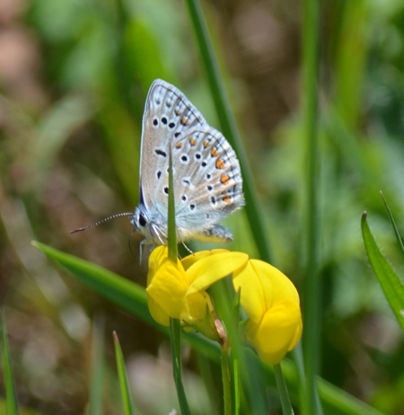 Azuré commun  - Charles Grundy