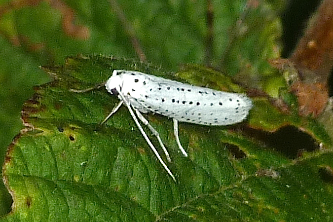 Yponomeuta evonymella  - Jacques Thiriet