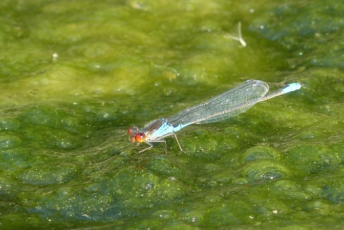 Naïade au corps vert 