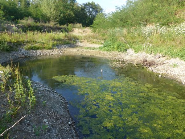 Naïade au corps vert 