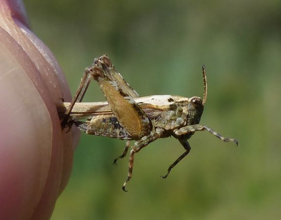 Tétrix des vasières 