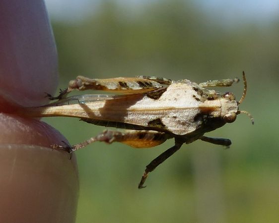 Tétrix des vasières 