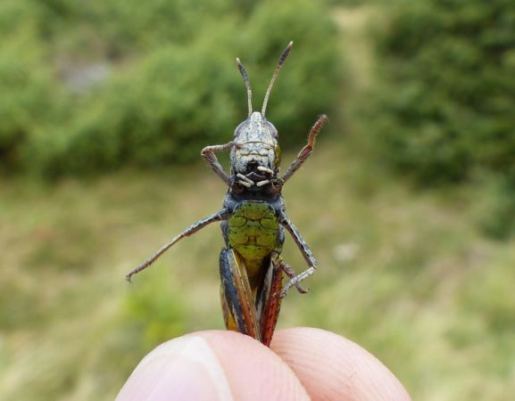 Woodland Grasshopper 